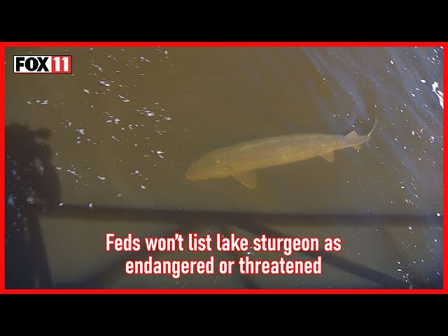 Federal wildlife officials say lake sturgeon will not be listed as endangered or threatened