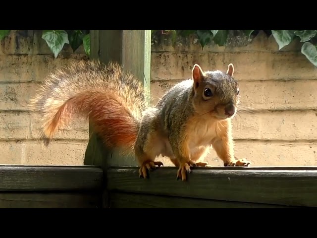 Porch Critter Karaoke 5 Featuring Zoey the Squirrel - What Have You Done For Me Lately