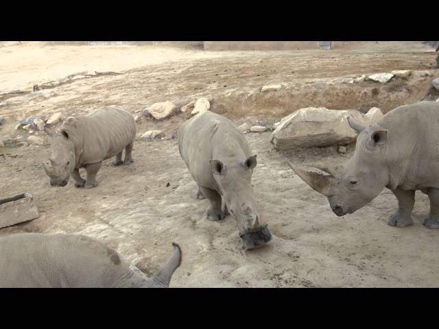 Diet Change May Help Save Rhinos