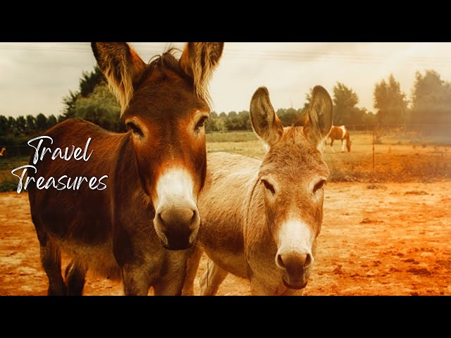 4K Donkey Delight: Serene Moments with Relaxing Music