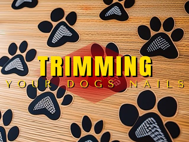 TRIMMING YOUR DOGS NAILS / Dog Nail Trimming