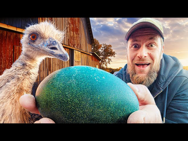 Emu Eggs Are Back. Will They Hatch?