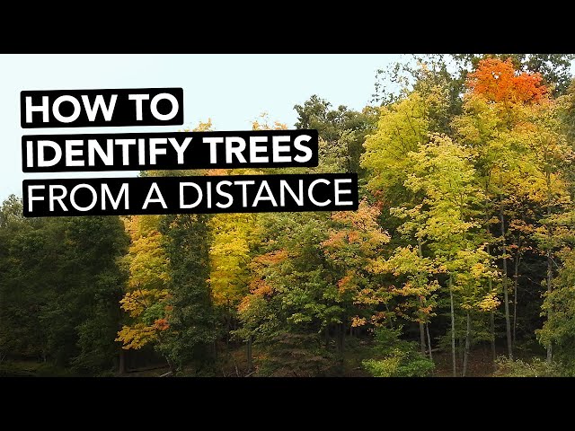 How To Identify Trees From A Distance