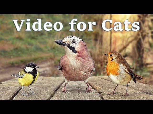 Videos for Cats to Watch - 8 Hour Birds Bonanza - Cat TV Bird Watch