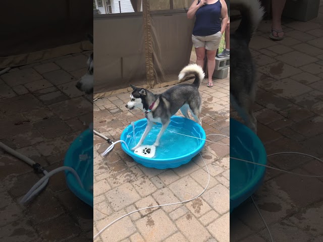 Puppers playing in the pool