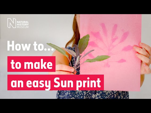 How to make an easy Sun print | Natural History Museum