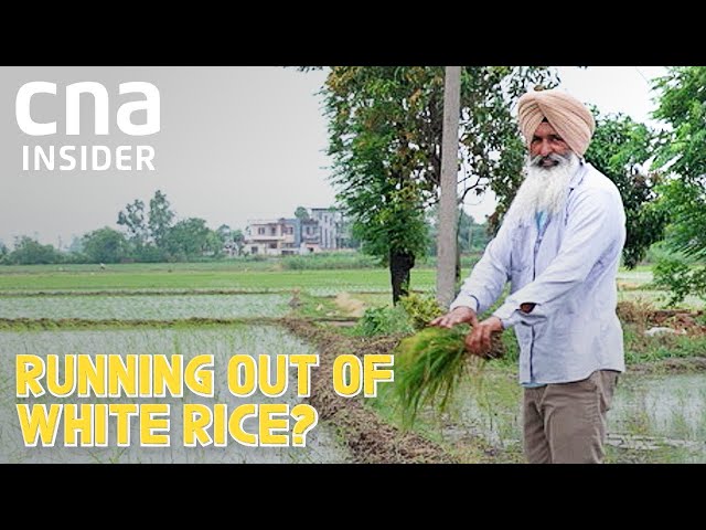 Hybrid Purple Rice That Is More Nutritious, Can Better Weather Climate Change? | Forgotten Palate