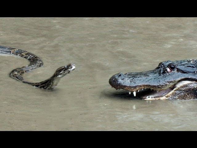 Python vs Alligator  01 -- Real Fight -- Python attacks Alligator