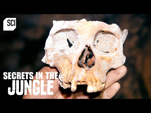 Thousands of Human Bones Found in Belizean Cave | Secrets in the Jungle | Science Channel