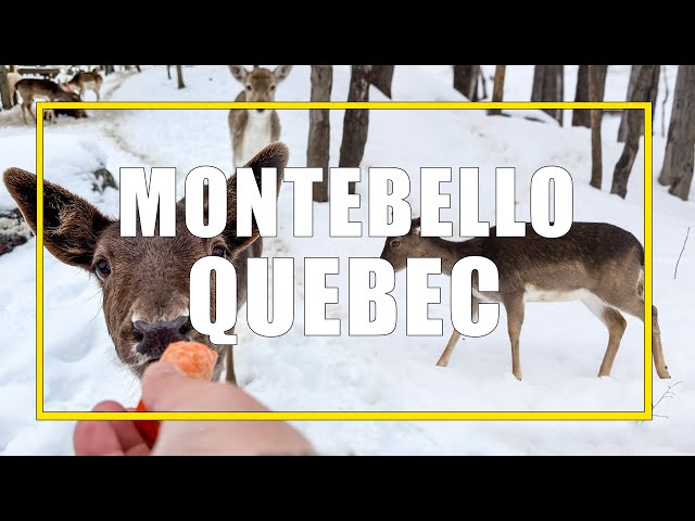 Top Things To Do In Montebello, Quebec - Parc Omega, Fairmont Montebello,  Restaurants, and More!