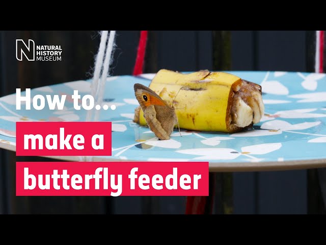 How to make a butterfly feeder | Natural History Museum