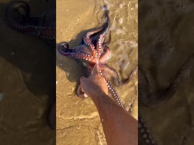 Saving octopus from the shore #shorts