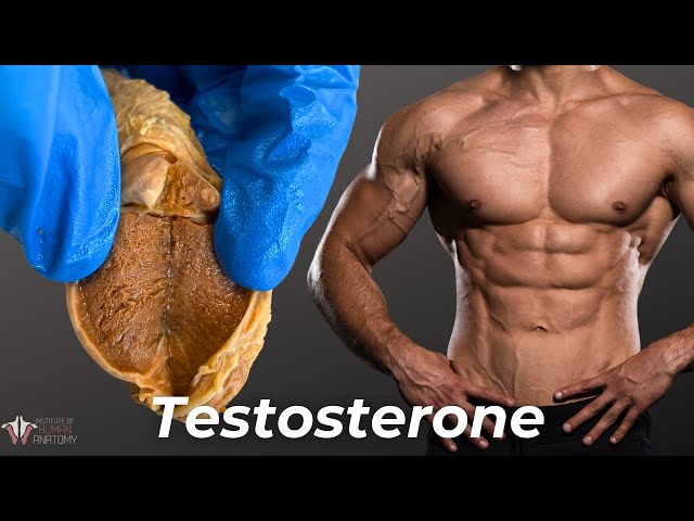 Everything Testosterone Does to Men (And a Little Bit to Women...)