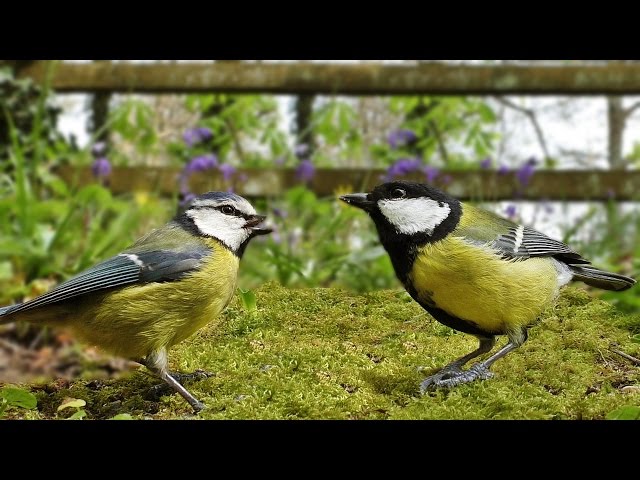 Videos for Cats to Watch : Spring Morning Birds and Bird Song