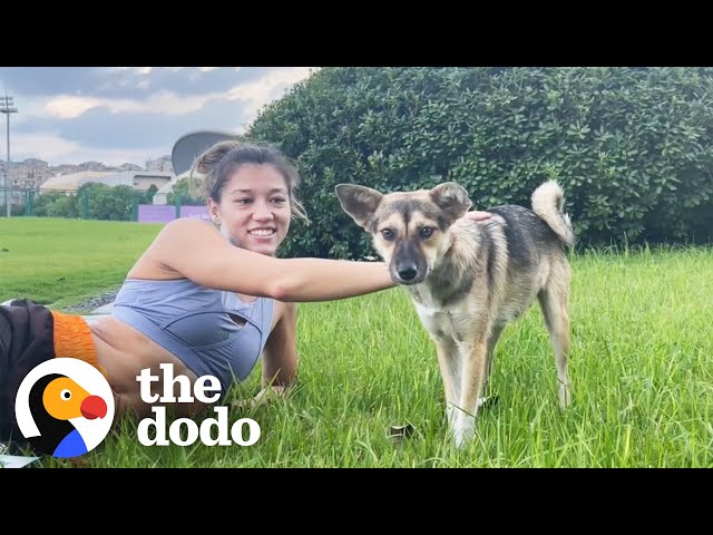 Pro Athlete Rescues Stray Dog Who Kept Showing Up To Practice | The Dodo