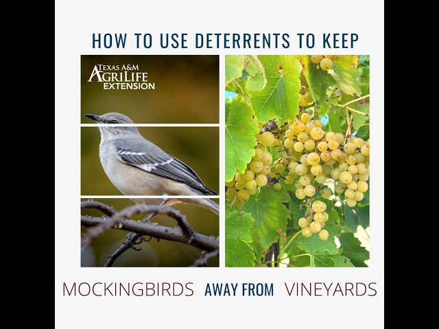 How to Use Deterrents to Keep Mockingbirds Away From Vineyards