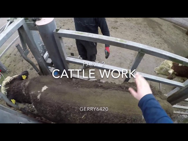 Cattle work