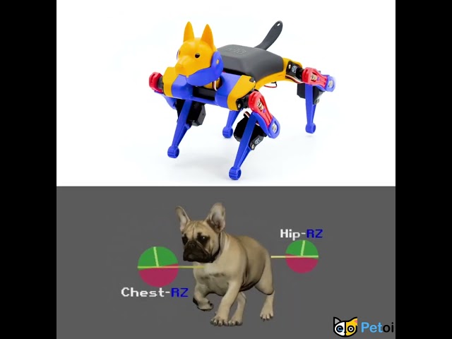 Bittle Robot Dog vs French Bulldog | PetoiCamp #petoi #bittle #robotics #quadruped
