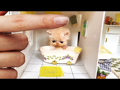 RESCUE the Smallest KITTEN in the World !! And building a NEW HOUSE for CAT