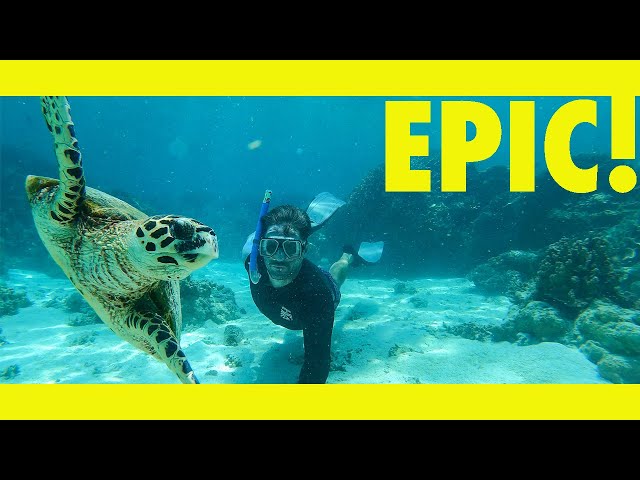 AMAZING animal encounters on Lady Musgrave Island. (Learning By Doing Ep205)