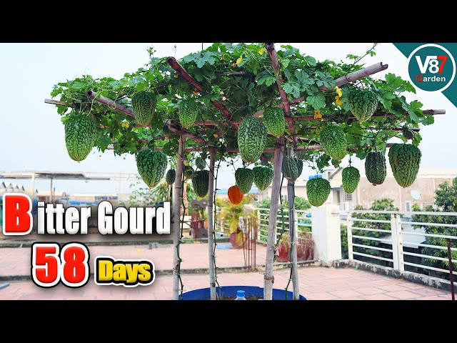 How to Grow Bitter Gourd in Container Using Kitchen Waste
