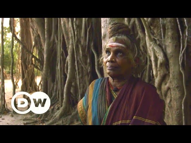 Gods and cows, holy and Holi (India shorts competition 3/3) | DW Documentary