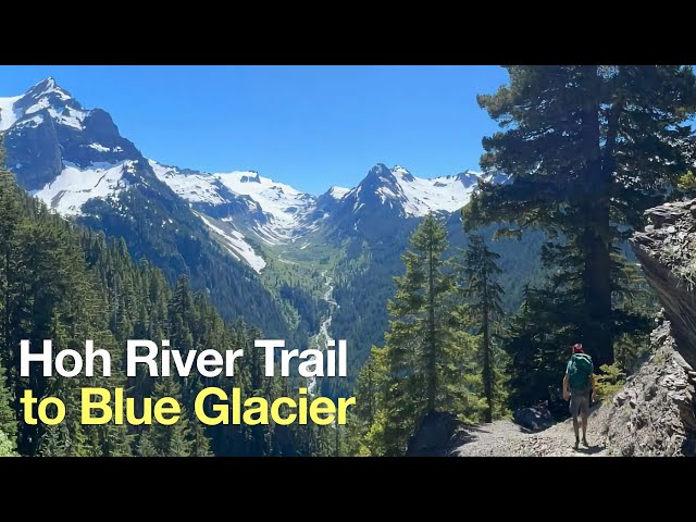 Hoh River Trail to Blue Glacier Hike Guide