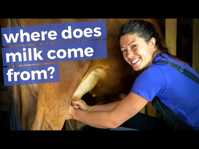 Having a family dairy cow is a lot of work... // Homesteading