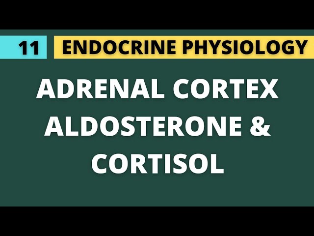 11 CORTISOL & ALDOSTERONE - ADRENAL CORTEX | ENDOCRINE PHYSIOLOGY