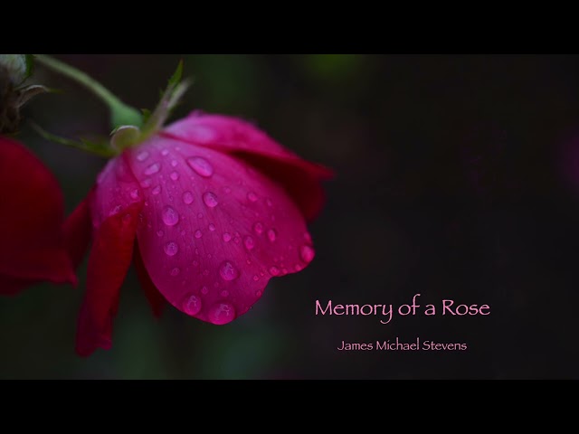 Memory of a Rose - Relaxing Piano