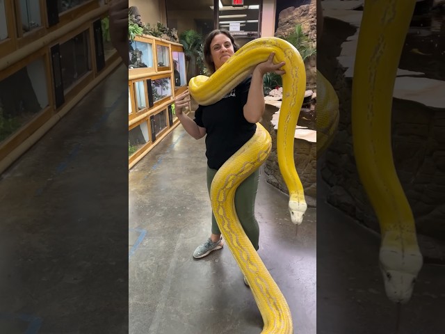 This is how you move a Giant Reticulated Python😳😅