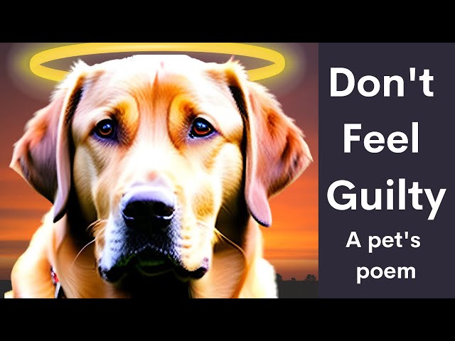 Please don't feel guilty - A pet's poem  #rainbowbridge