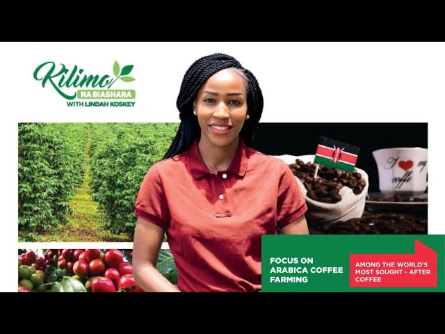 How The Pros Grow Arabica Coffee To Give You The Best Cup Of Coffee | Kilimo na Biashara