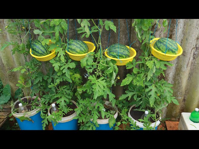 Growing Watermelon At Home - Watermelon Hanging Basket