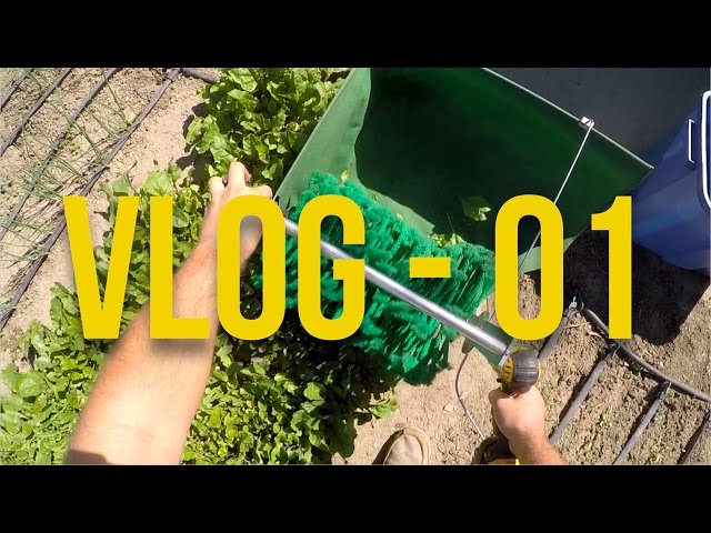 From City to Harvest: Unveiling My Urban Farming Journey!