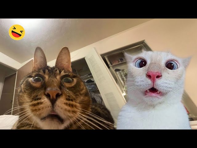 Funny Dogs And Cats Videos 2024 😅 - Best Funniest Animal Videos Of The week #16