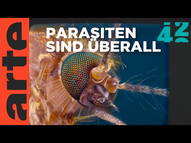 Wozu brauchen wir Parasiten? | 42 - Die Antwort auf fast alles | ARTE