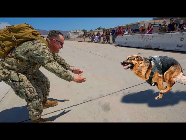 Most Emotional Dogs Reunions with Their Owners That Will Melt Your Heart ❤️Best of video 2022