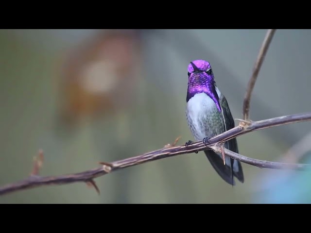 1 hour of birds sounds (8d Audio) for sleeping and comfortable 😴 (looped)