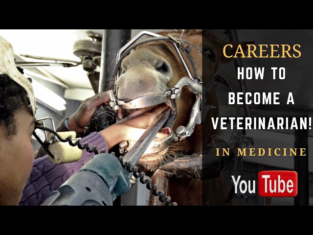 How to Become a Veterinarian!
