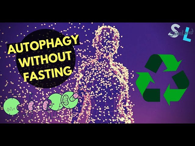 How to Increase Autophagy Without Fasting