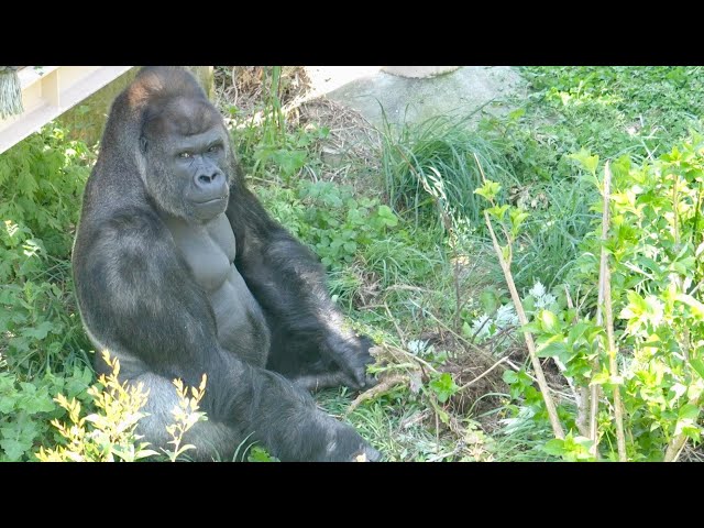 Silverback shows off his incredible power to his son.｜Shabani Group