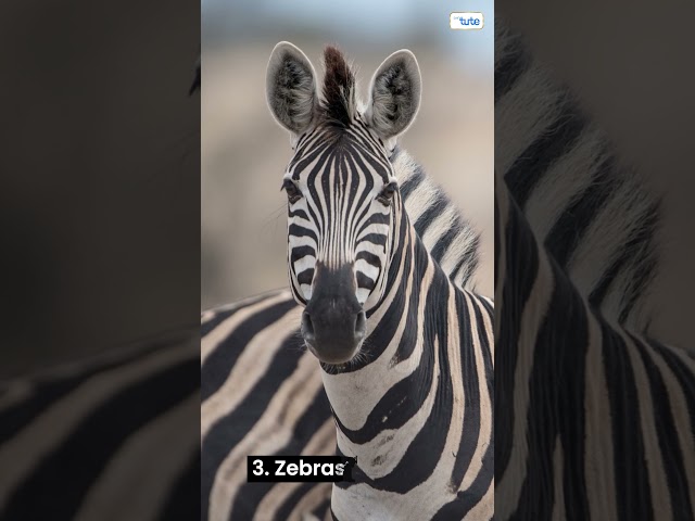 😯DID YOU KNOW? Zebra Stripes are Insect Repellent #Zebra #ZebraFacts #didyouknow #didyouknowfacts