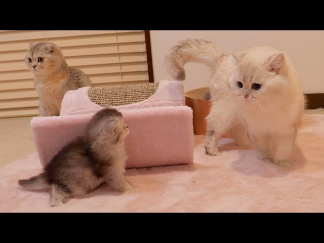 The kitten approaching to play with its daddy cat was so cute...