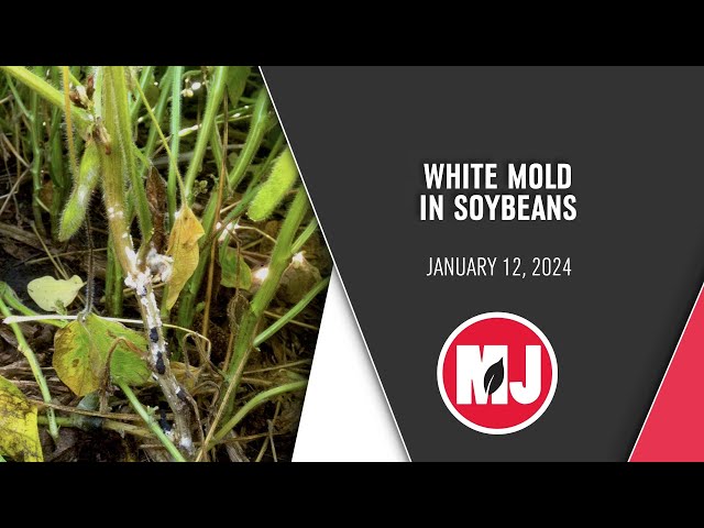 White Mold | Dylan Mangel | January 12, 2024