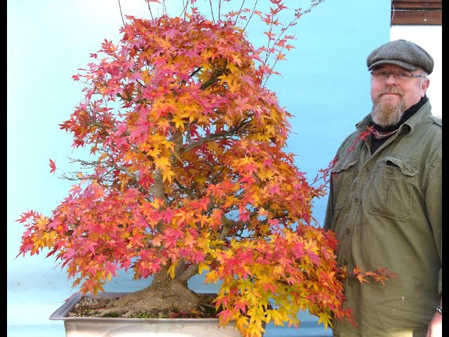 Japanese Maple Bonsai Autumn Pruning by Graham Potter