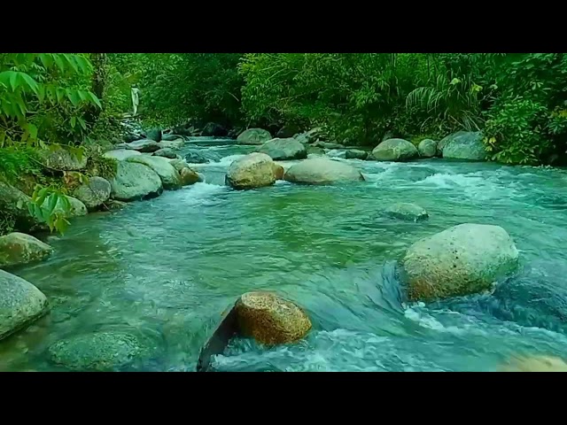 Natural sounds of river water and birds chirping for meditation, relaxation, sleep