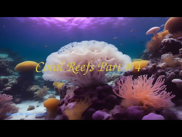 Coral Reefs Part # 4