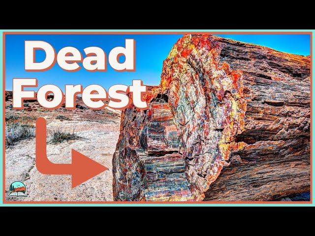 How These Trees Turned Into Rocks (Petrified Forest Explained)