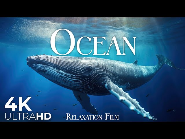 The Ocean Film 4K - Deep Relaxation and Nature Underwater - Video Ultra HD
